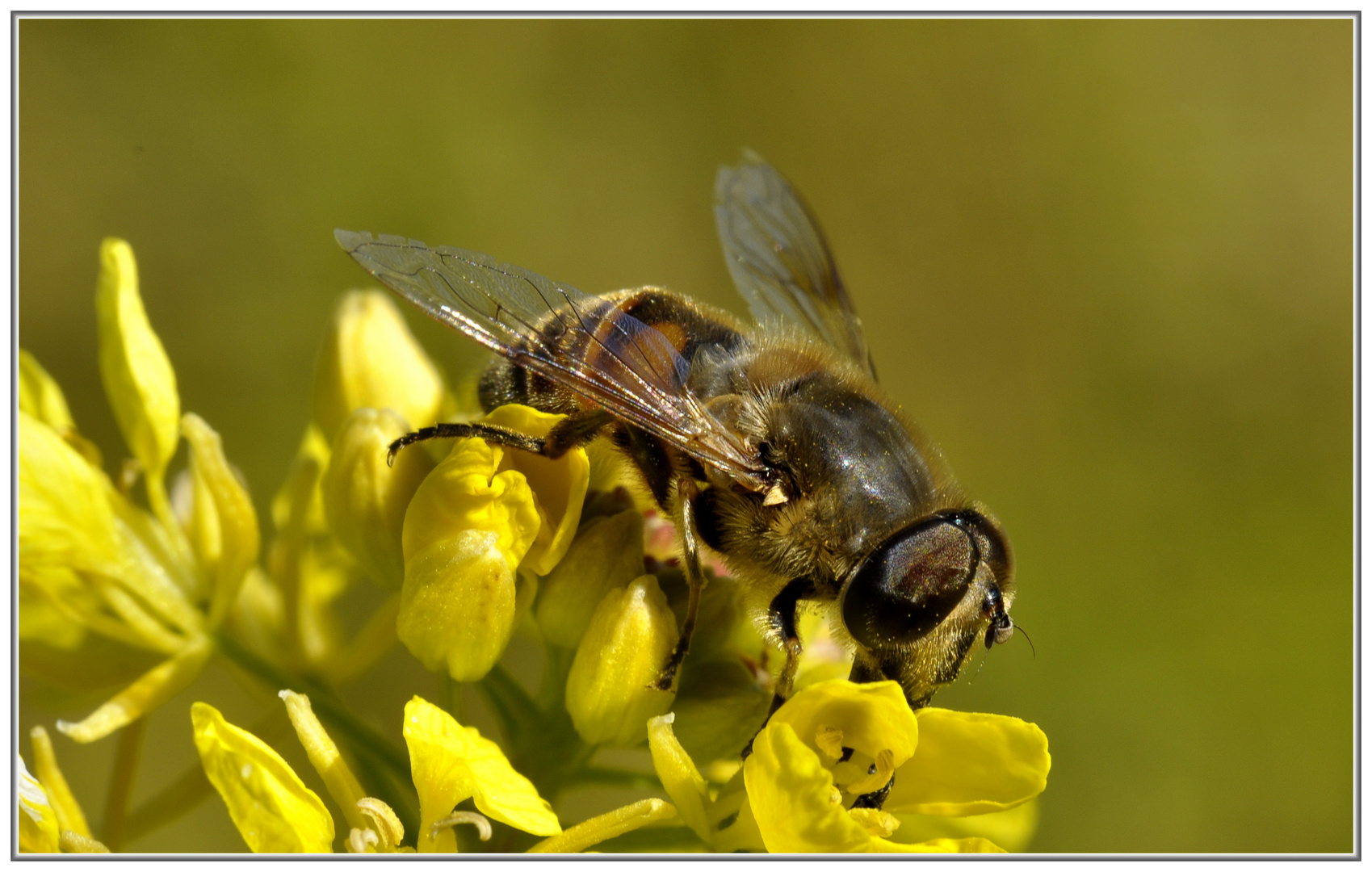 Herbstflieger