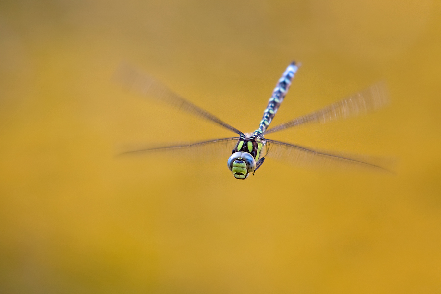 Herbstflieger