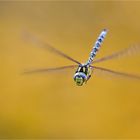 Herbstflieger