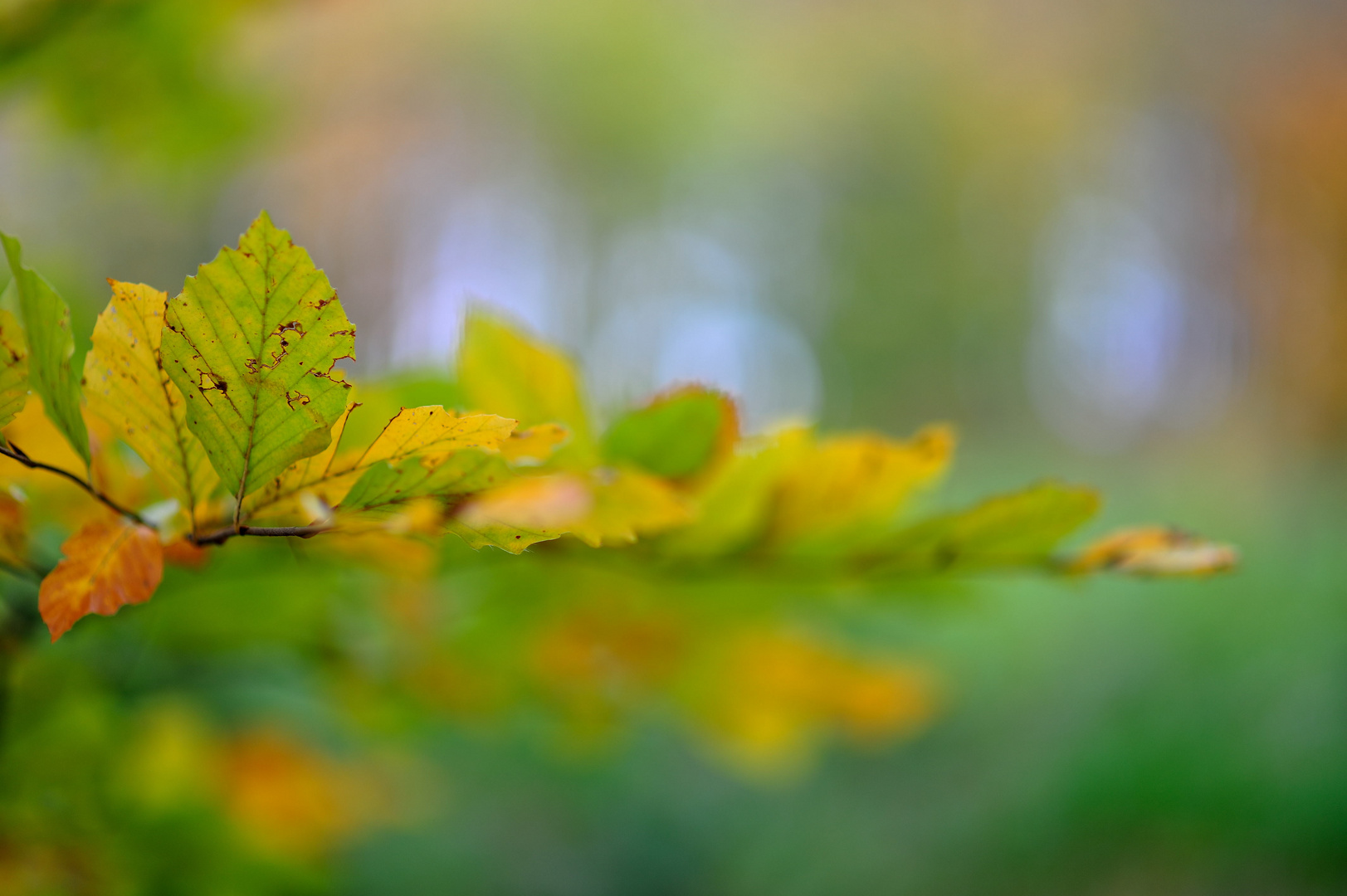 Herbstflimmern