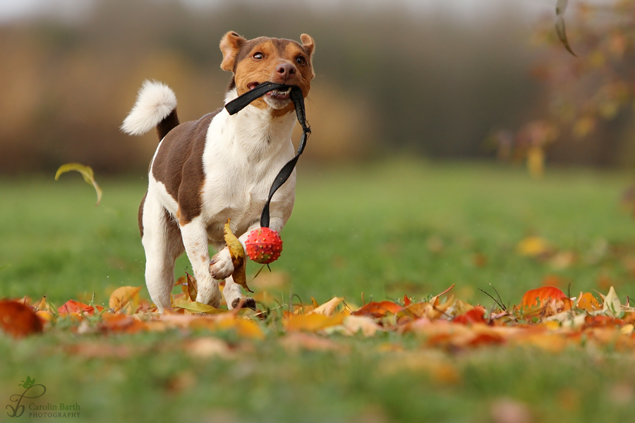 Herbstflitzer...