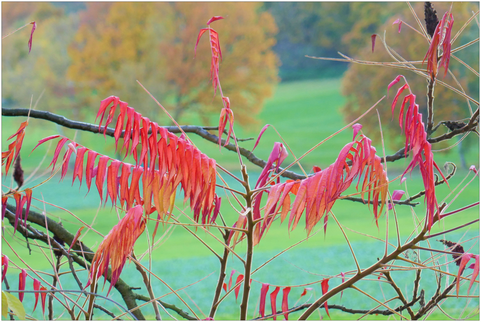 Herbstflora am Edersee