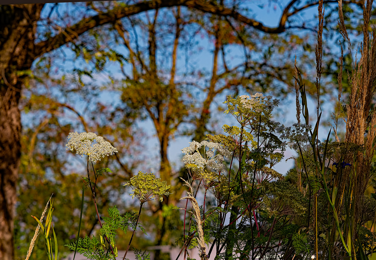 Herbstflora (DSC_1729)