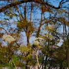 Herbstflora (DSC_1729)