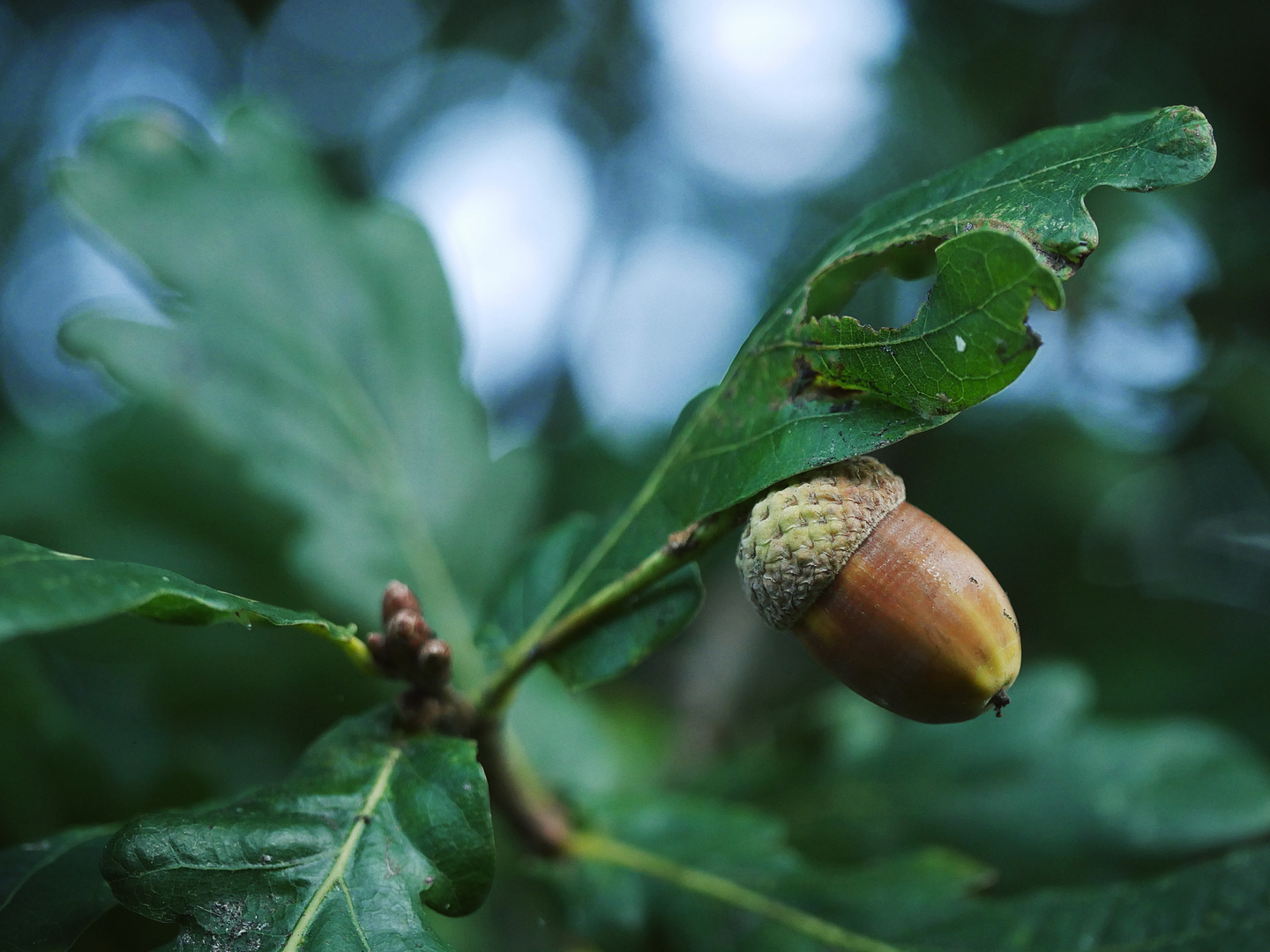 Herbstflüstern