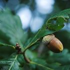 Herbstflüstern