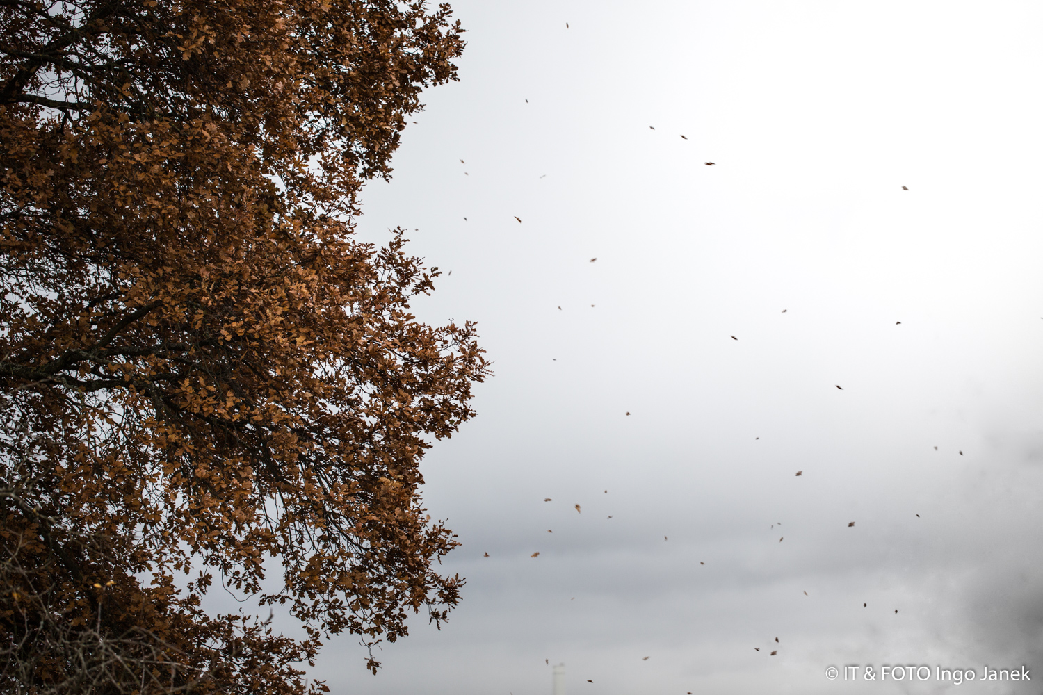 Herbstflug