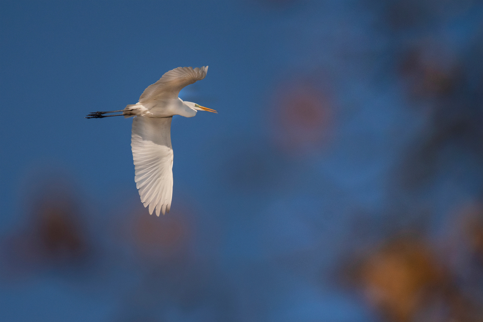 Herbstflug