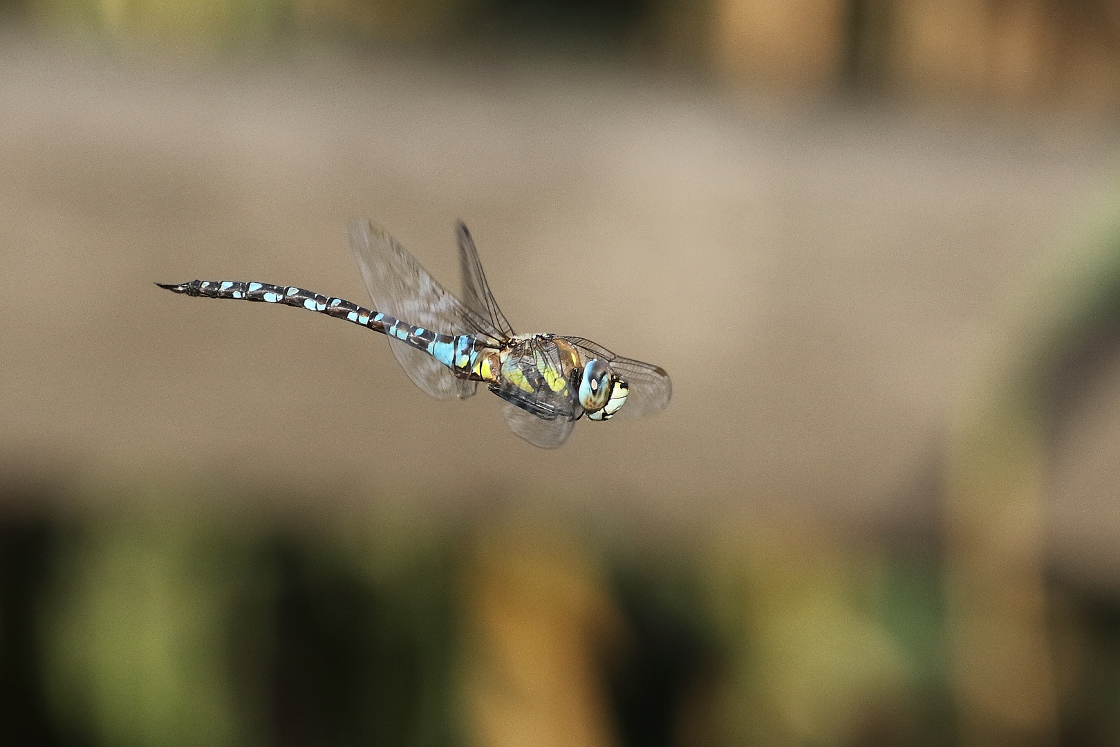 Herbstflug