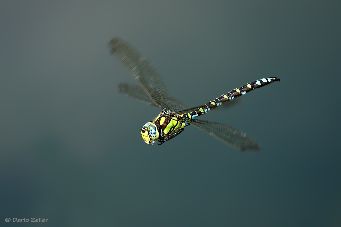 Herbstflug