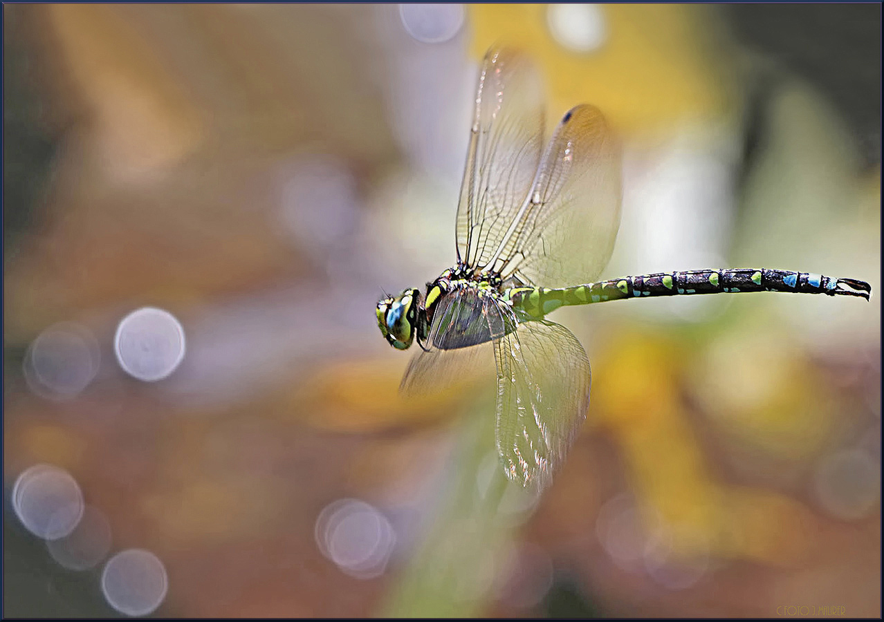 Herbstflug