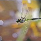 Herbstflug