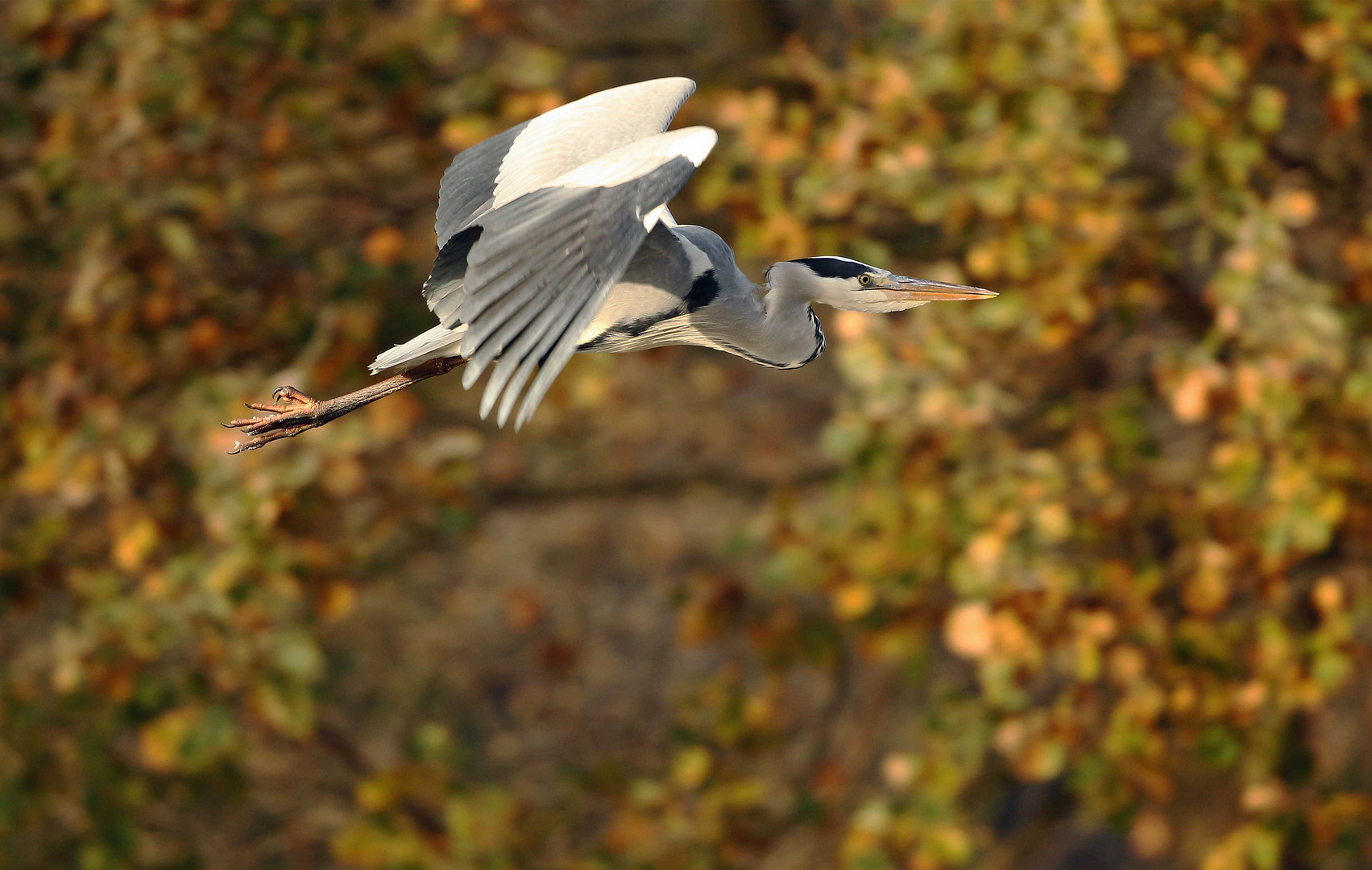 Herbstflug - Graureiher