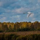 Herbstflug über den Federsee