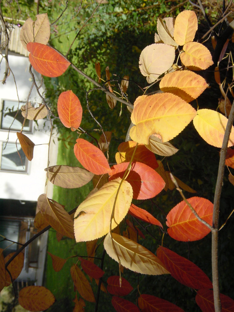 - Herbstfoto - in unseren Garten - vom 3o.1o.2oo1 -