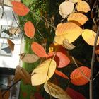 - Herbstfoto - in unseren Garten - vom 3o.1o.2oo1 -