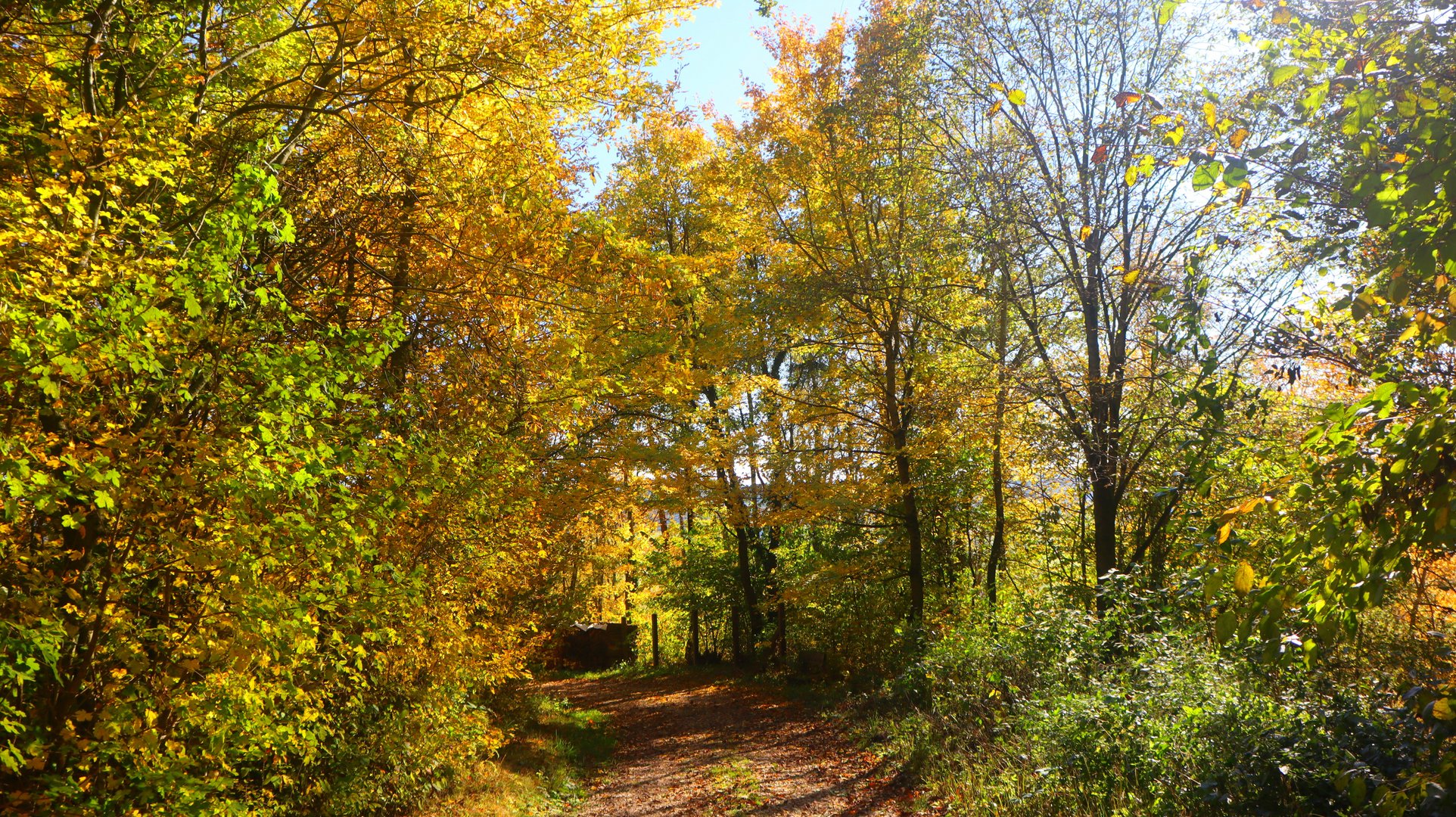 Herbstfotoausflug am Schloßberg bei Heideck