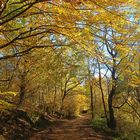 Herbstfotoausflug am Schloßberg bei Heideck