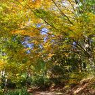 Herbstfotoausflug am Schloßberg bei Heideck