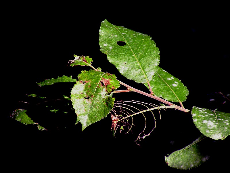 Herbstfrass