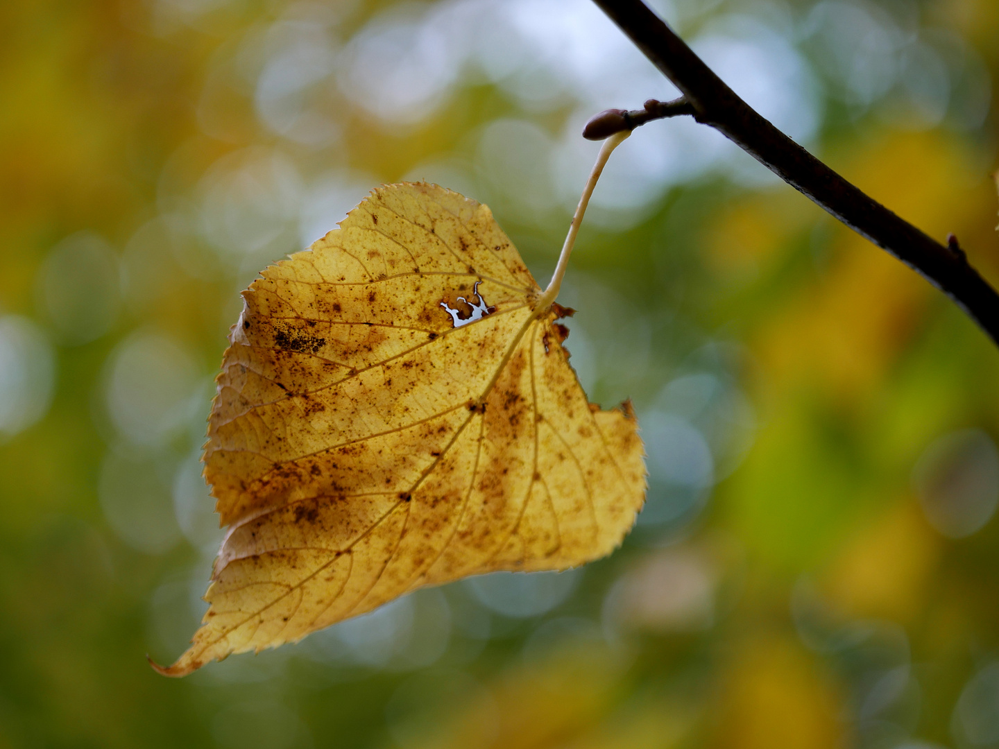 Herbstfreude