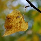 Herbstfreude