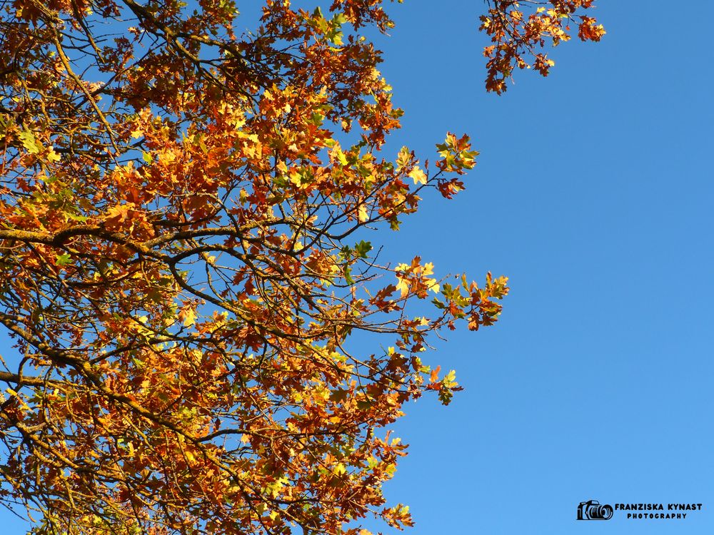 Herbstfreude