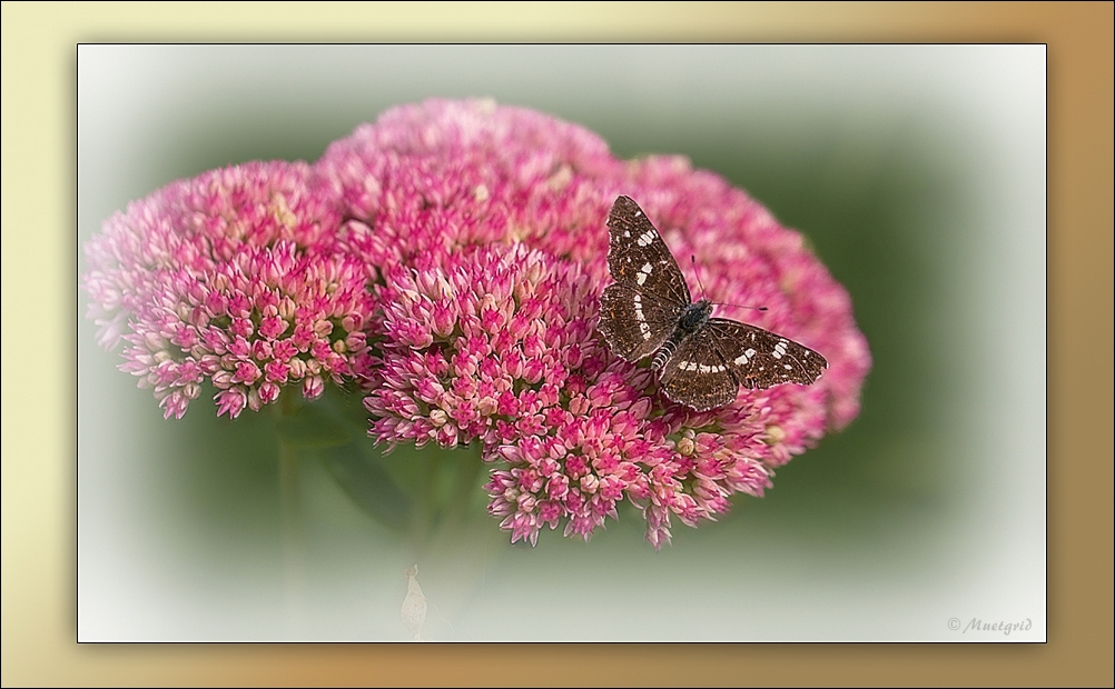 ~ Herbstfreude ~