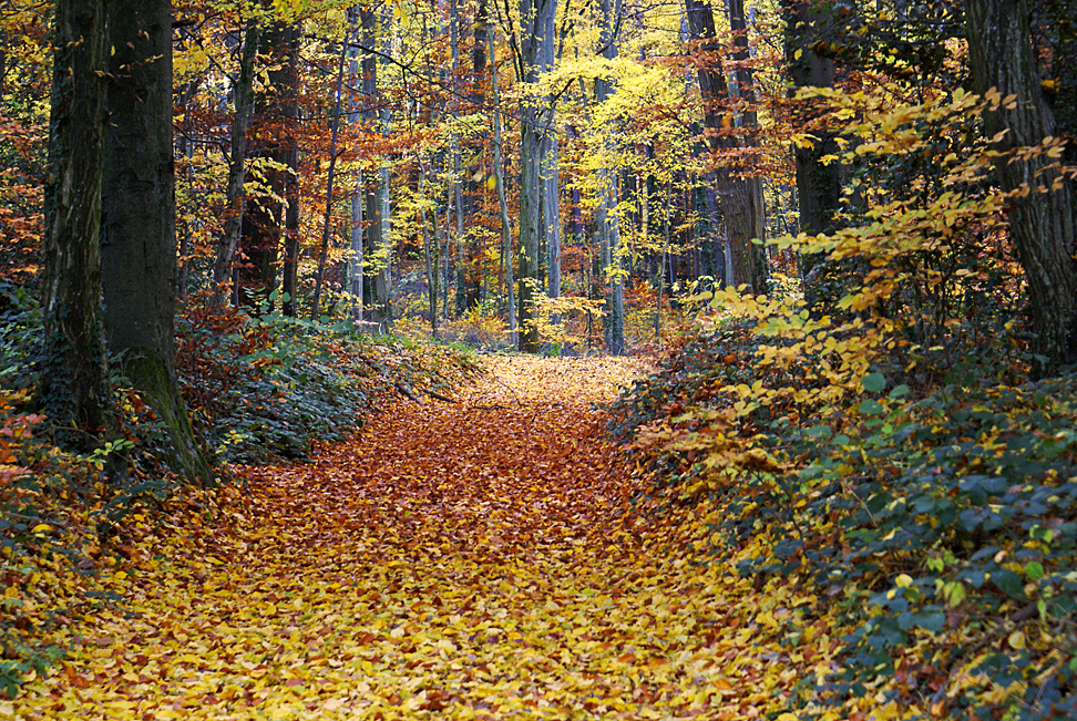 Herbstfreuden...