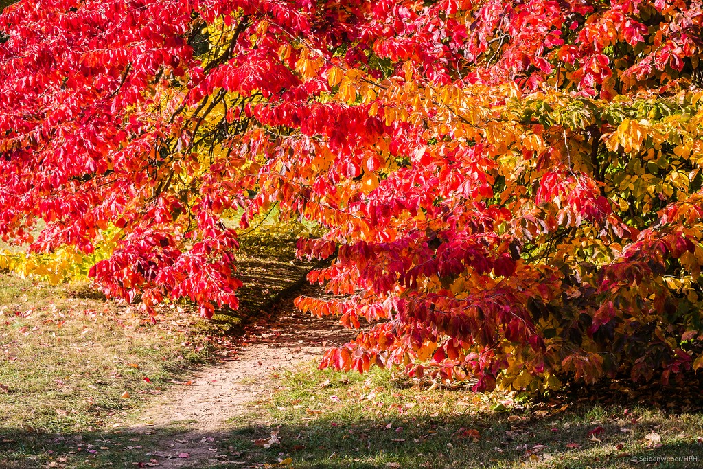 Herbstfreuden...