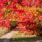 Herbstfreuden...