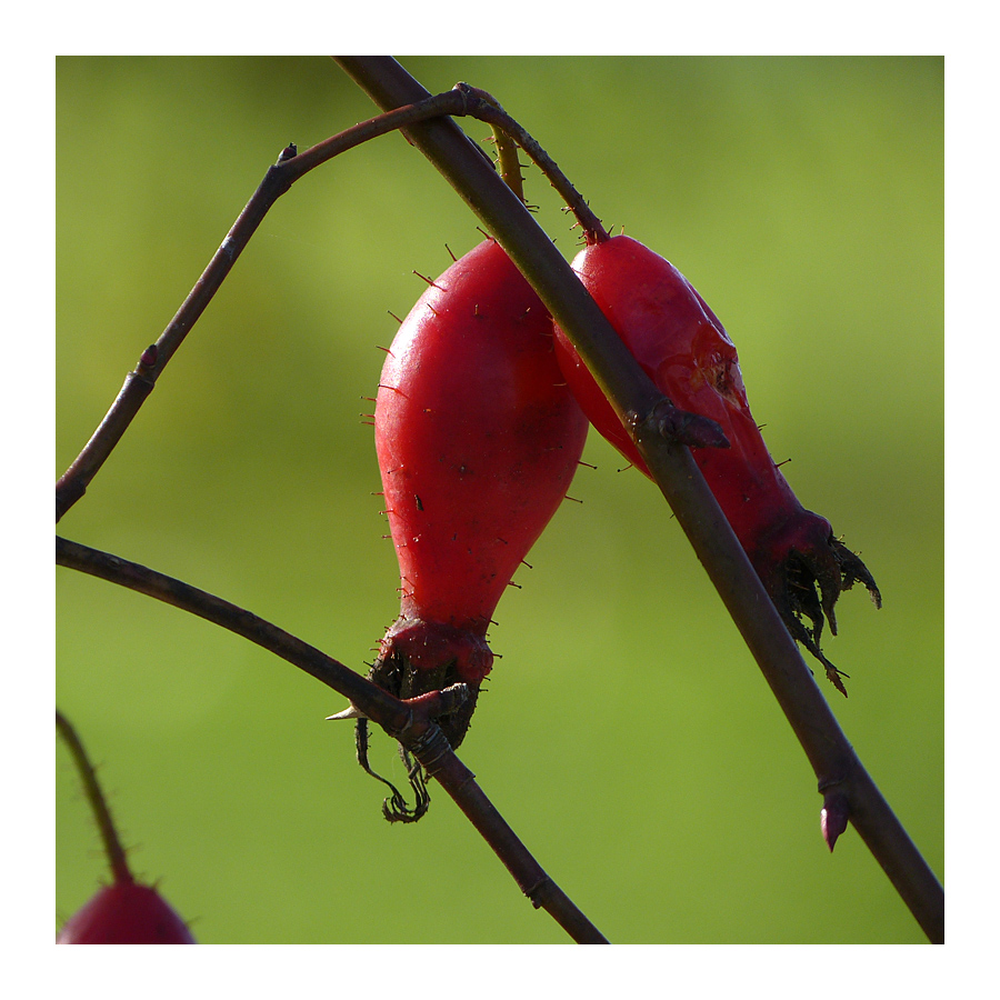 Herbstfreuden