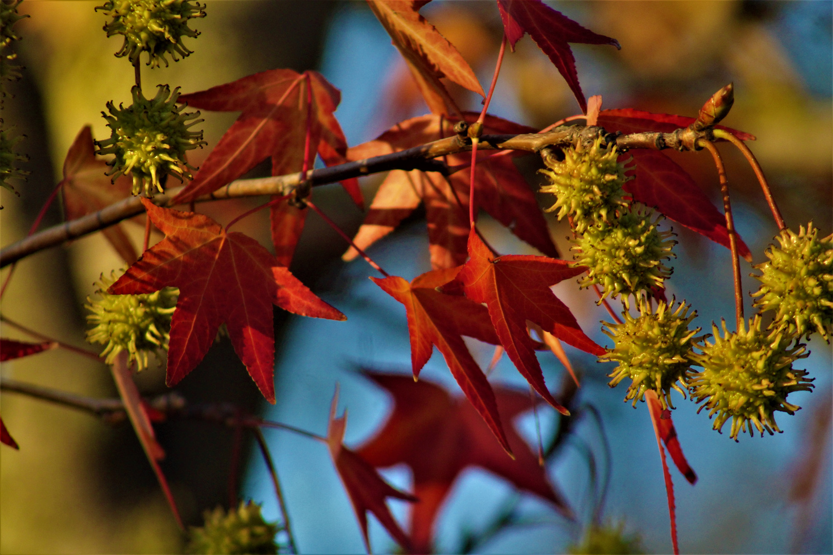 Herbstfreuden