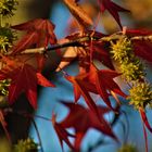 Herbstfreuden