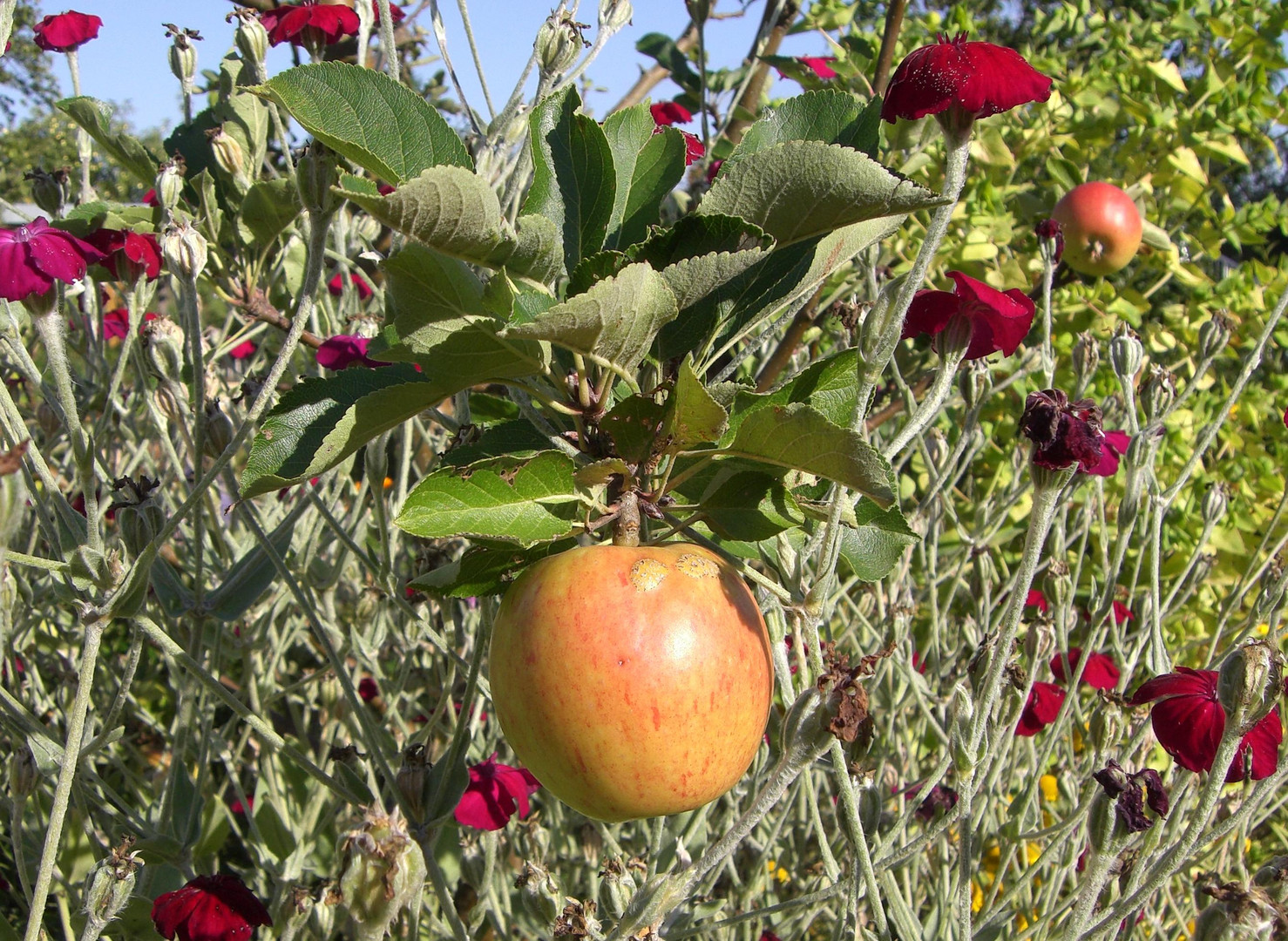 Herbstfreuden