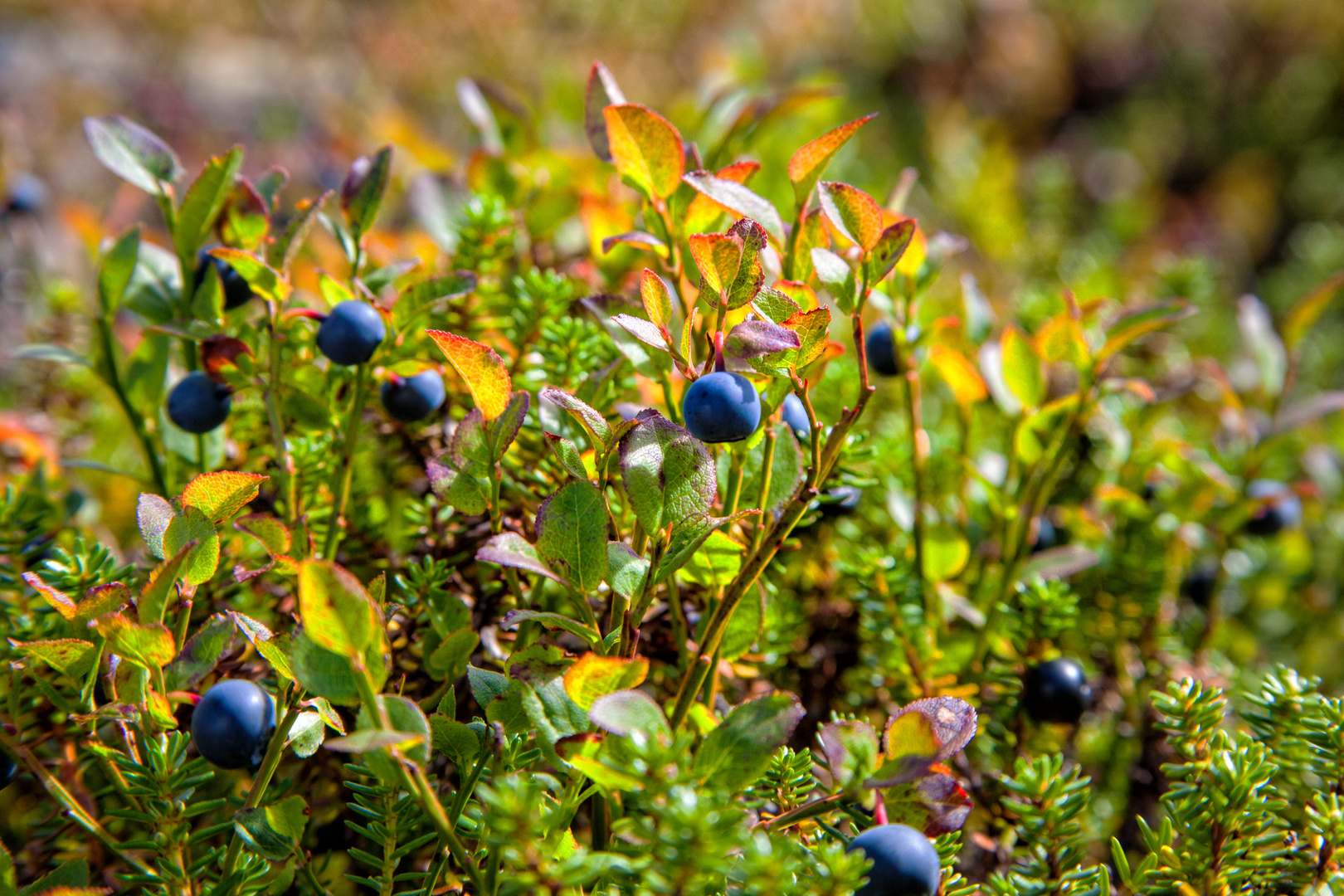 Herbstfreuden