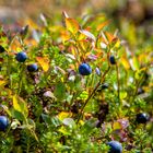 Herbstfreuden