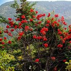 Herbstfreuden am Cabot Trail.  Cape Breton. DSC_6853