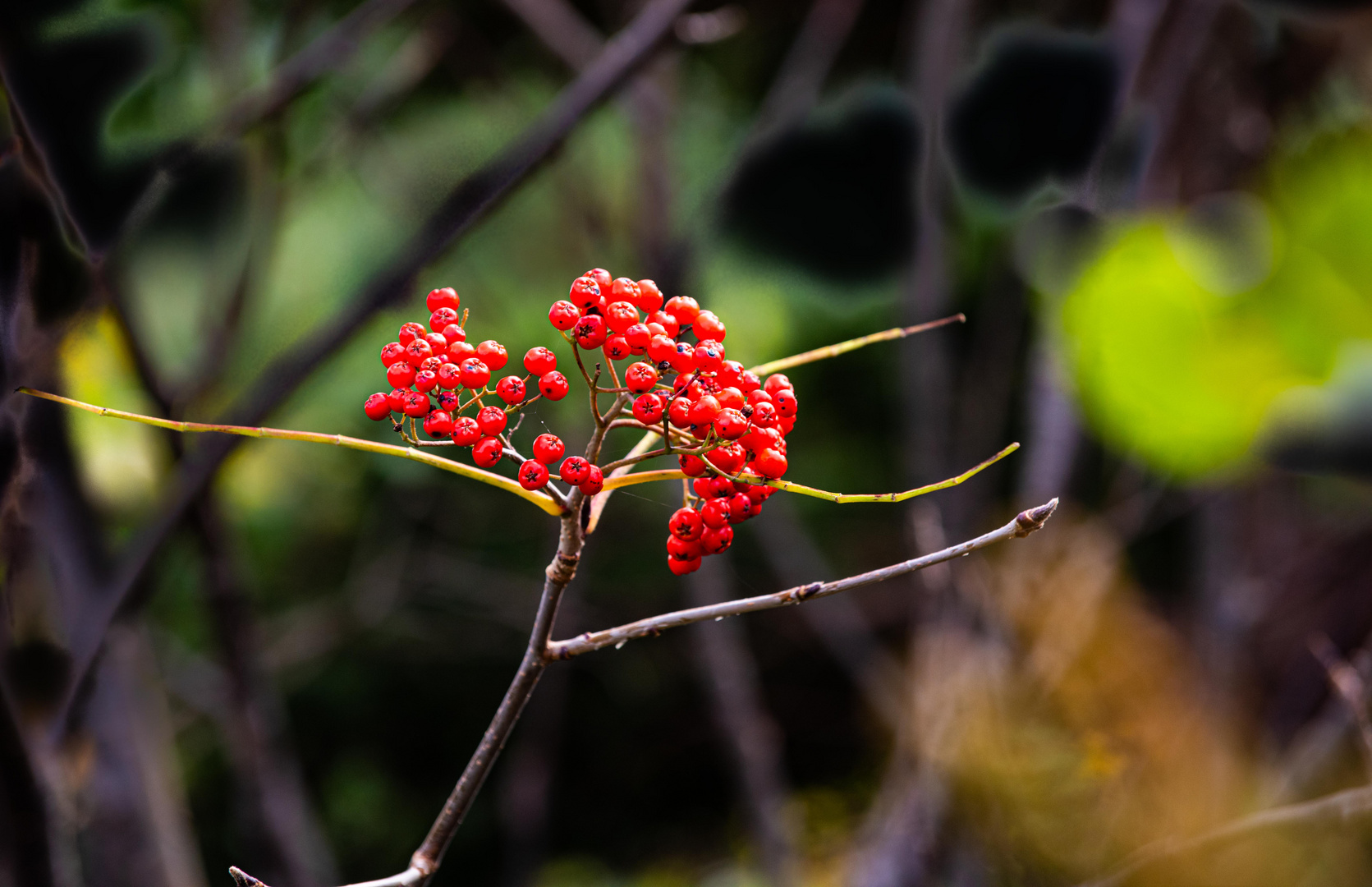 Herbstfreuden am Cabot Trail.  Cape Breton. DSC_6859