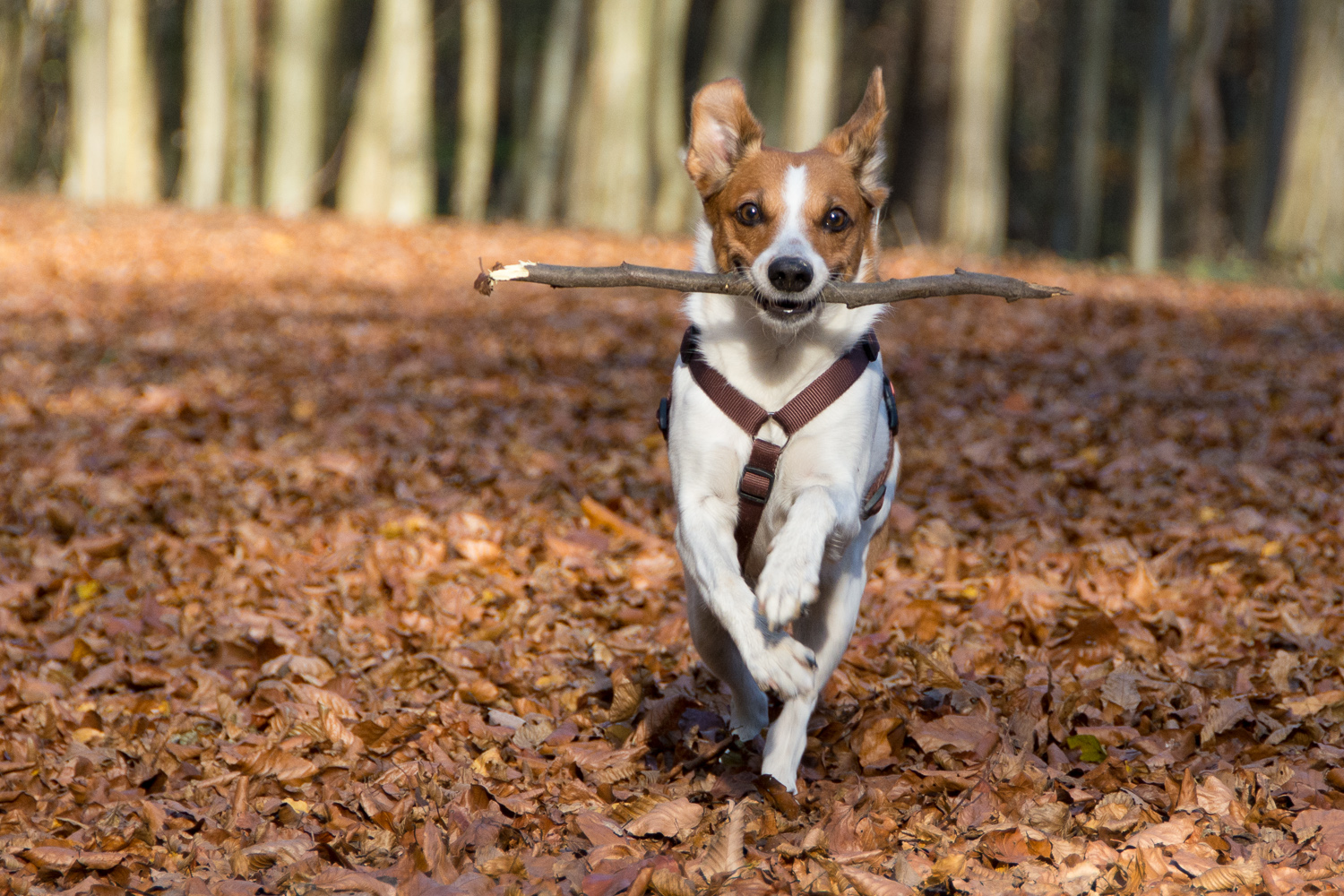 Herbstfreuden