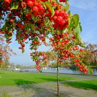 Herbstfreuden