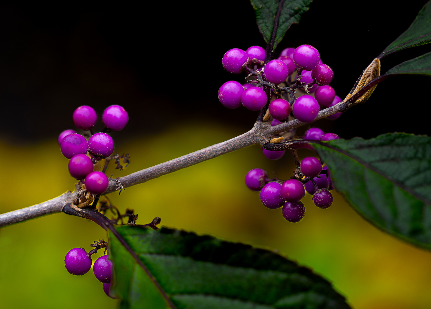 Herbstfreuden