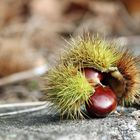 Herbstfreuden des Tessins