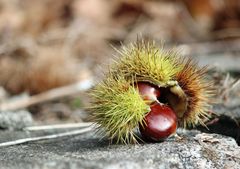 Herbstfreuden des Tessins