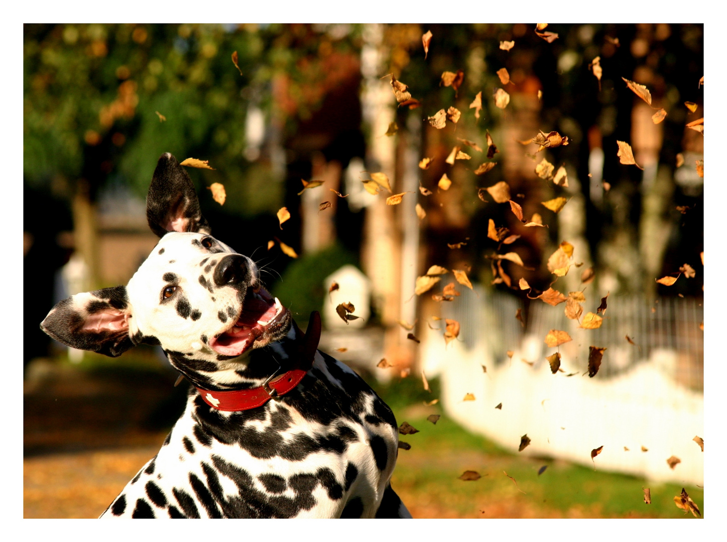 Herbstfreuden.....