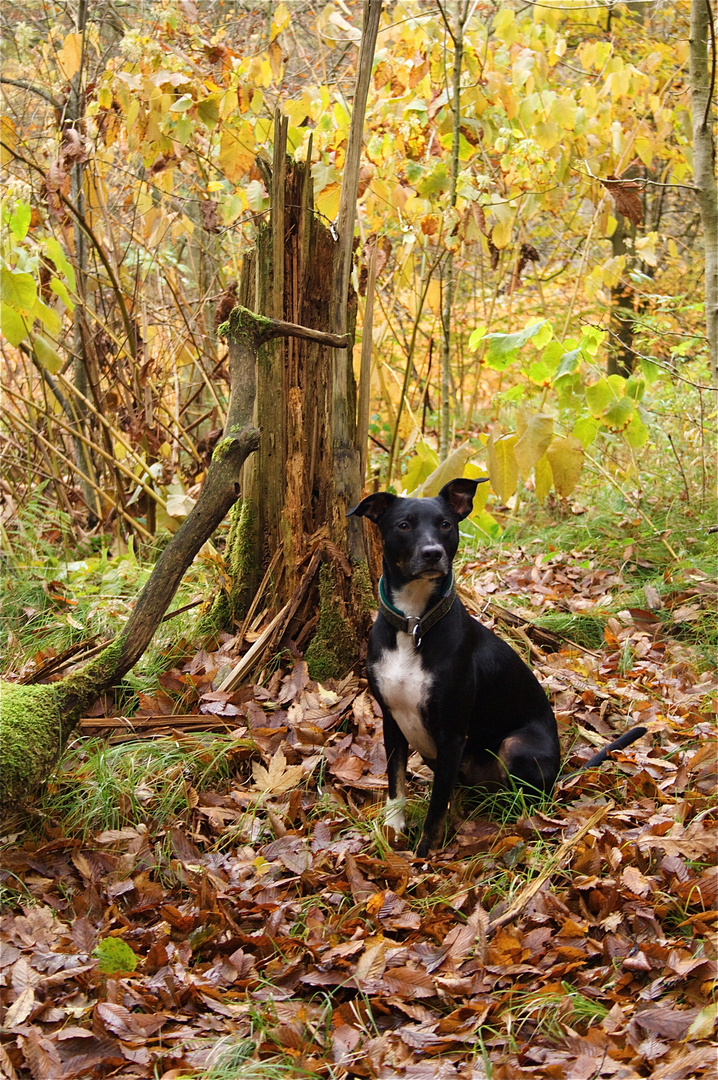 Herbstfreuden