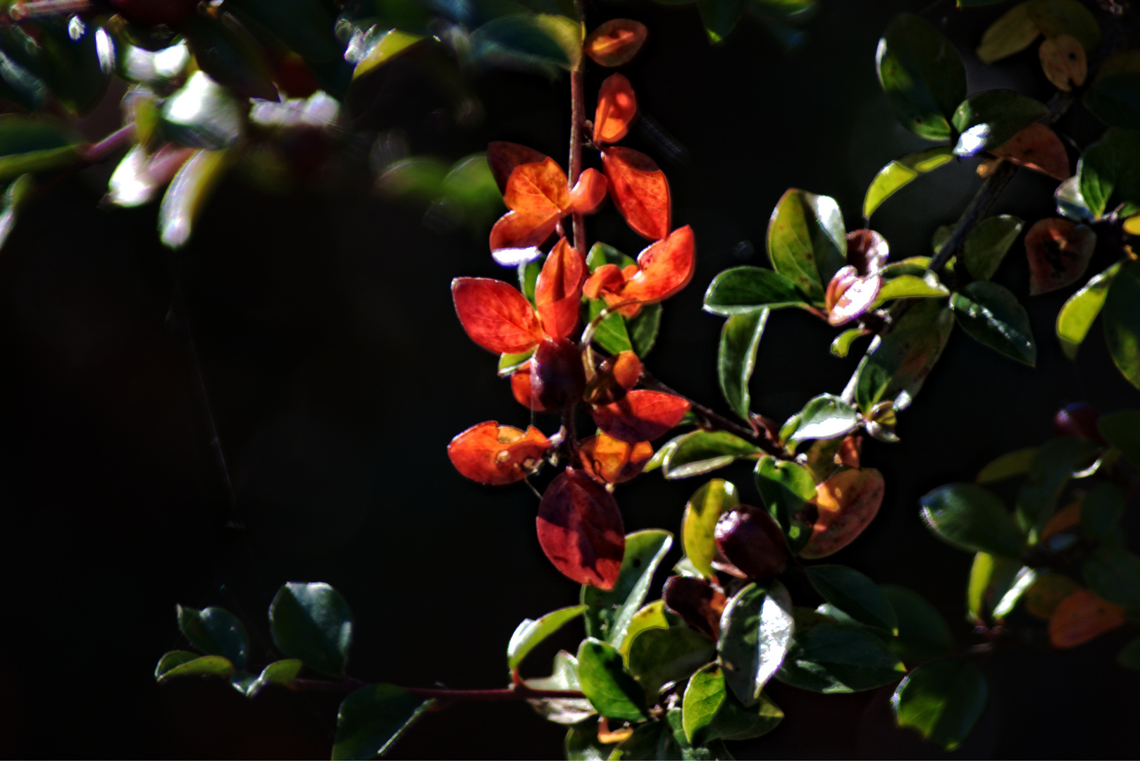 Herbstfreuden im goldenen Licht