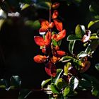 Herbstfreuden im goldenen Licht