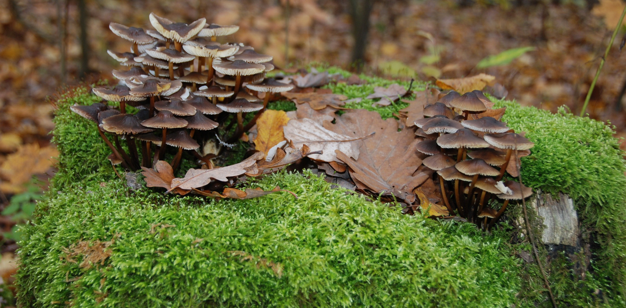 Herbstfreunde 1