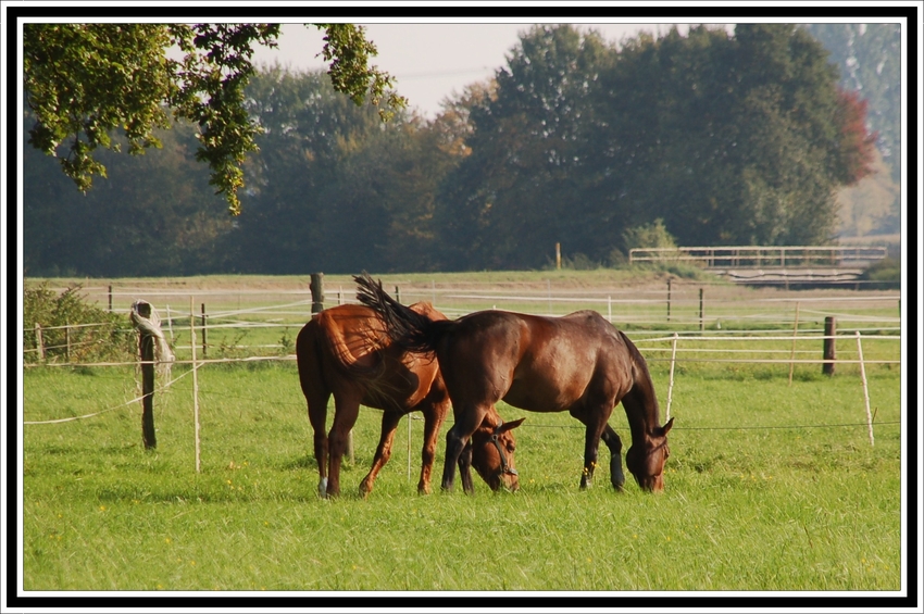 Herbstfrieden....